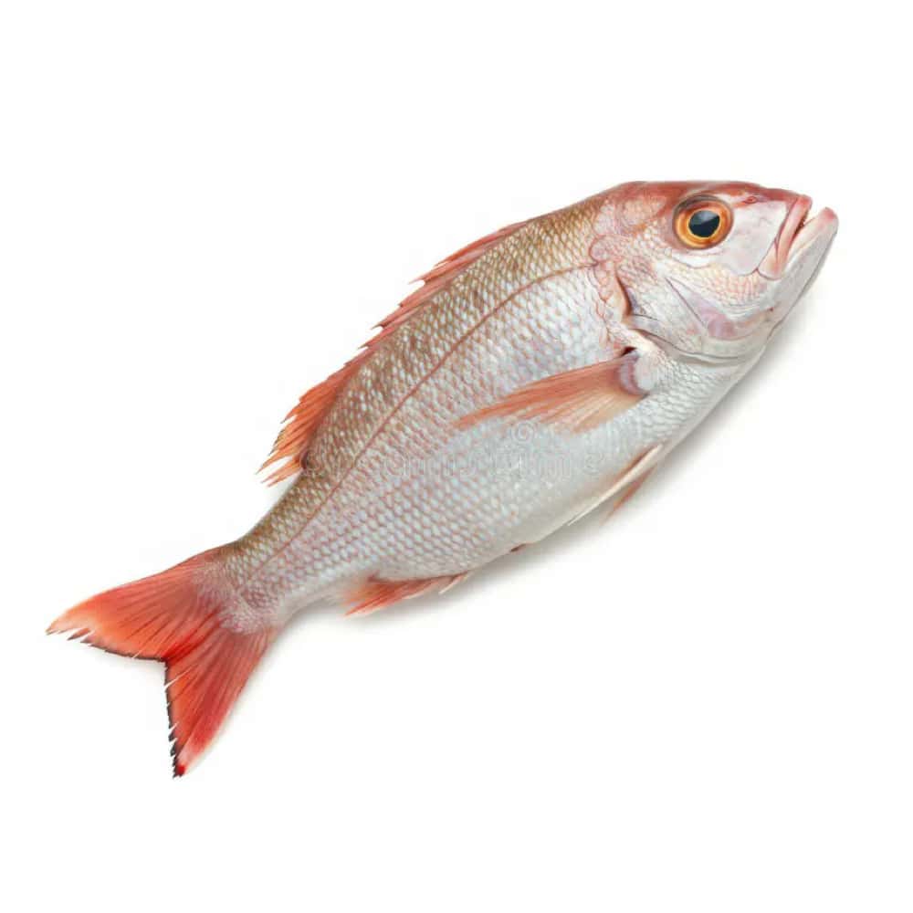 Pescado pargo entero Cosecha Real (4 kg / 8.81 lb) - Miniatura 2