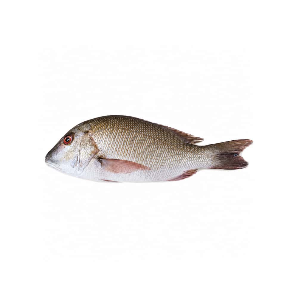 Pescado pargo entero LF (3.63 kg / 8 lb) - Miniatura 3