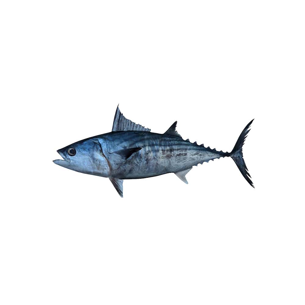 Pescado bonito entero ALLÁ (1.70 kg / 3.75 lb) - Miniatura 1