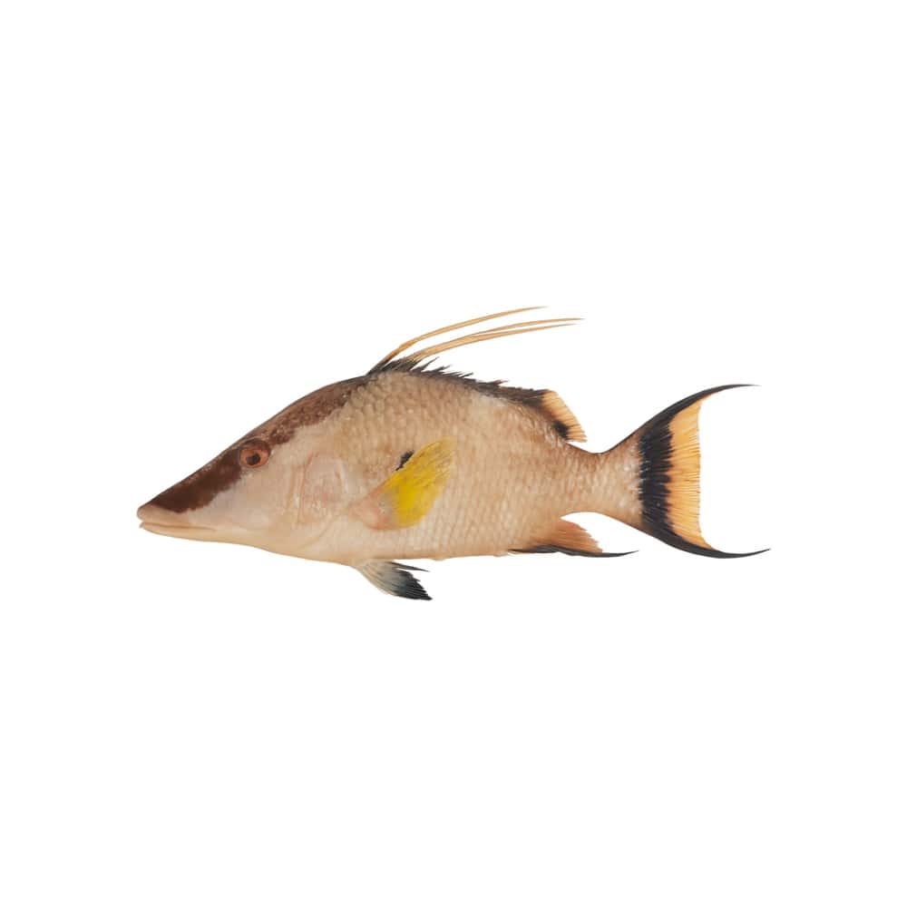 Pescado entero pez perro Peco (1.81 kg / 4 lb) - Miniatura 1