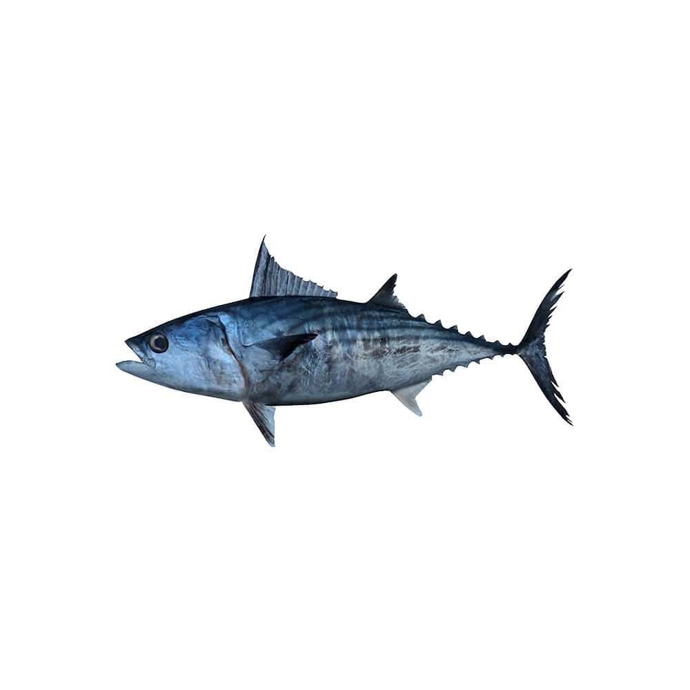 Pescado Bonito entero ALLÁ (1.02 kg / 2.25 lb) - Miniatura 3
