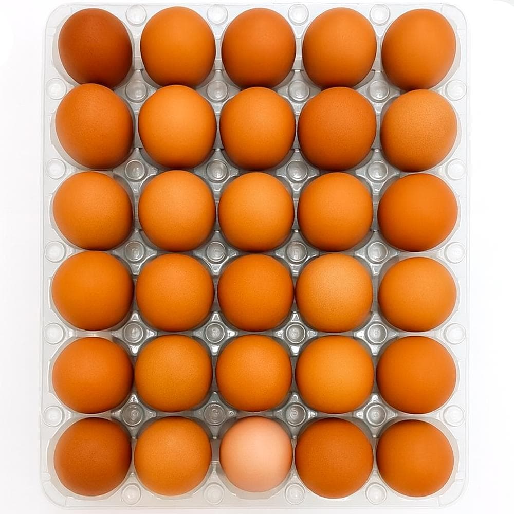 Huevo criollo importado PDL LMC (30 U) - Miniatura 2