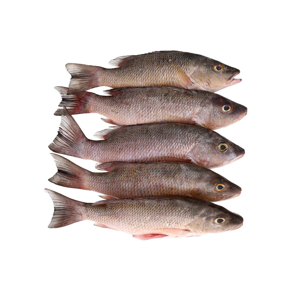 Pescado cubera entera Ilé (3 kg / 6.6 lb) - Miniatura 2