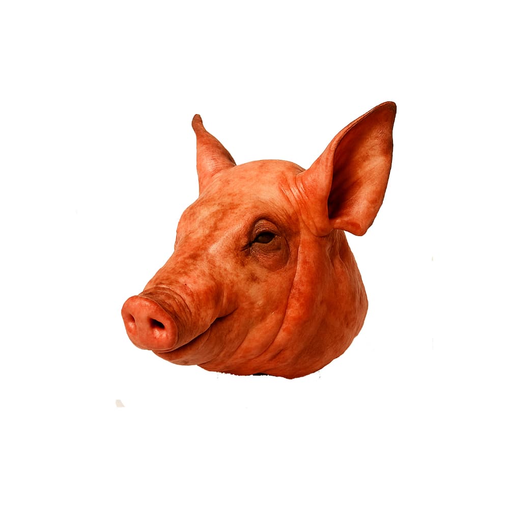 Cabeza de cerdo Peco (5 kg / 11 lb) - Imagen 1