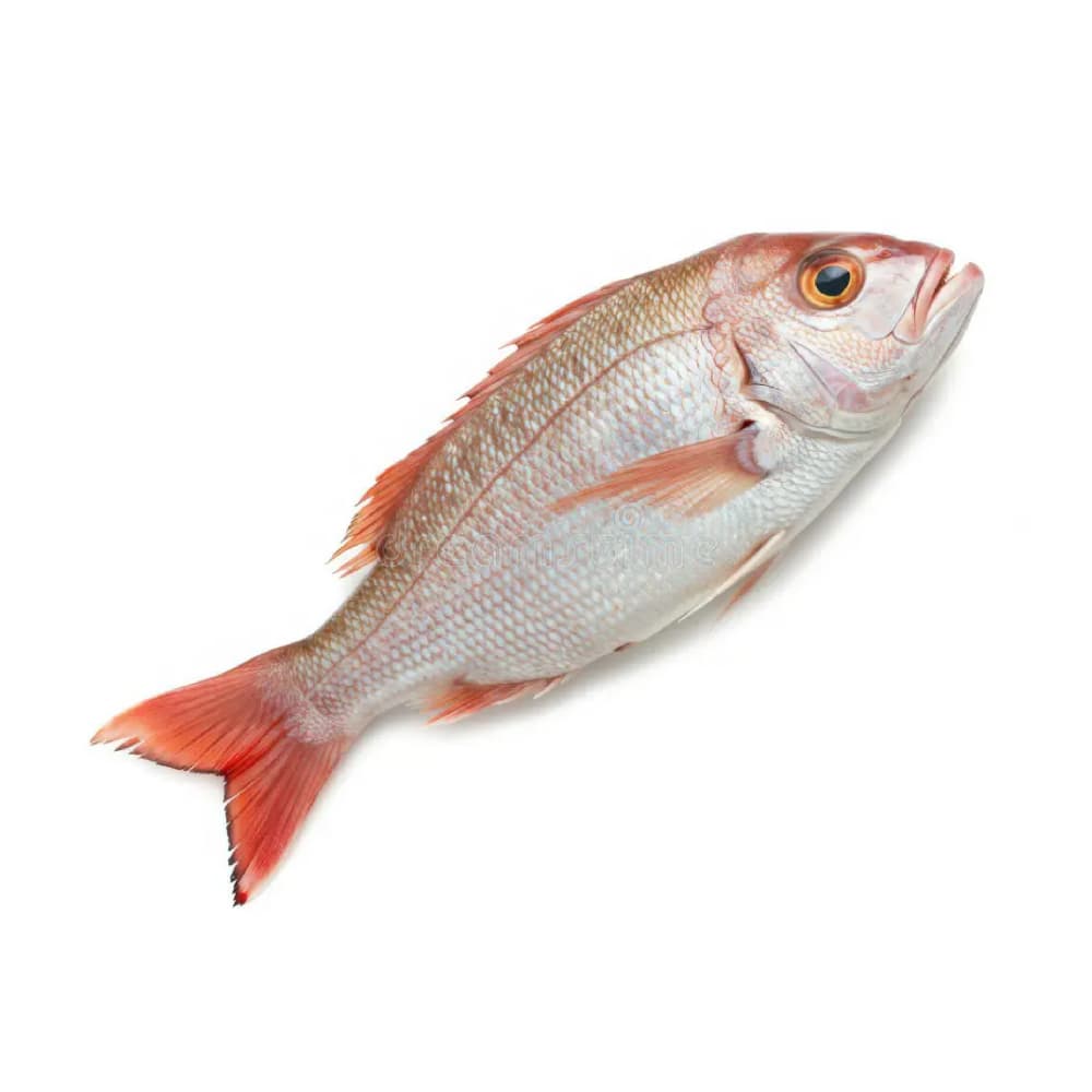 Pescado pargo entero Cosecha Real (5 kg / 11.02 lb) - Miniatura 2
