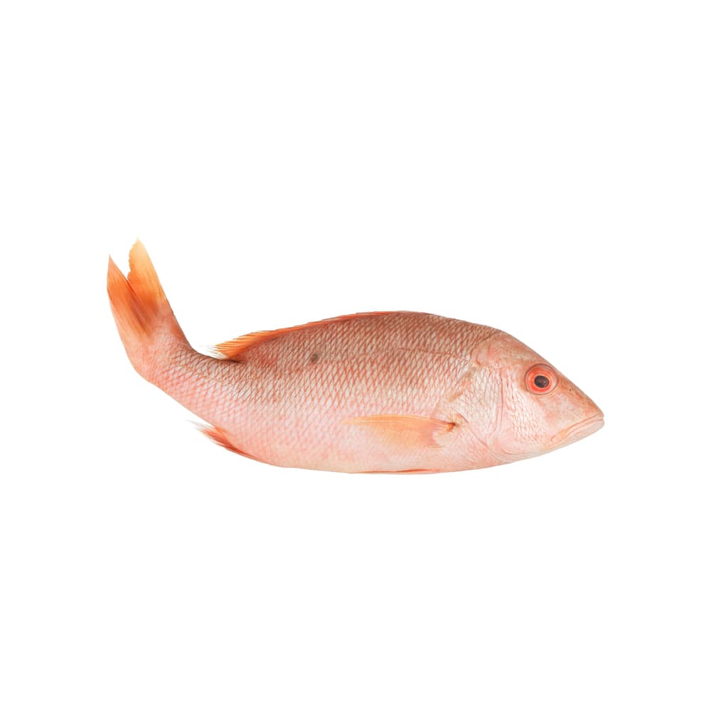 Pargo entero Yunque (1 kg / 2.2 lb) - Imagen 1