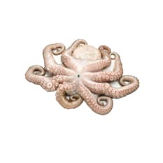 Pulpo limpio ALLÁ (454 g / 1 lb)