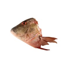 Cabeza de pescado pargo rojo Cosecha Real (1.36 kg / 3 lb)