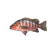Pescado Pargo Cají entero ALLÁ (2.27 kg / 5 lb)