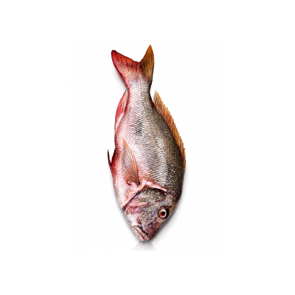 Pargo limpio congelado Pruébalo (3 kg / 6.6 lb) - Imagen 1
