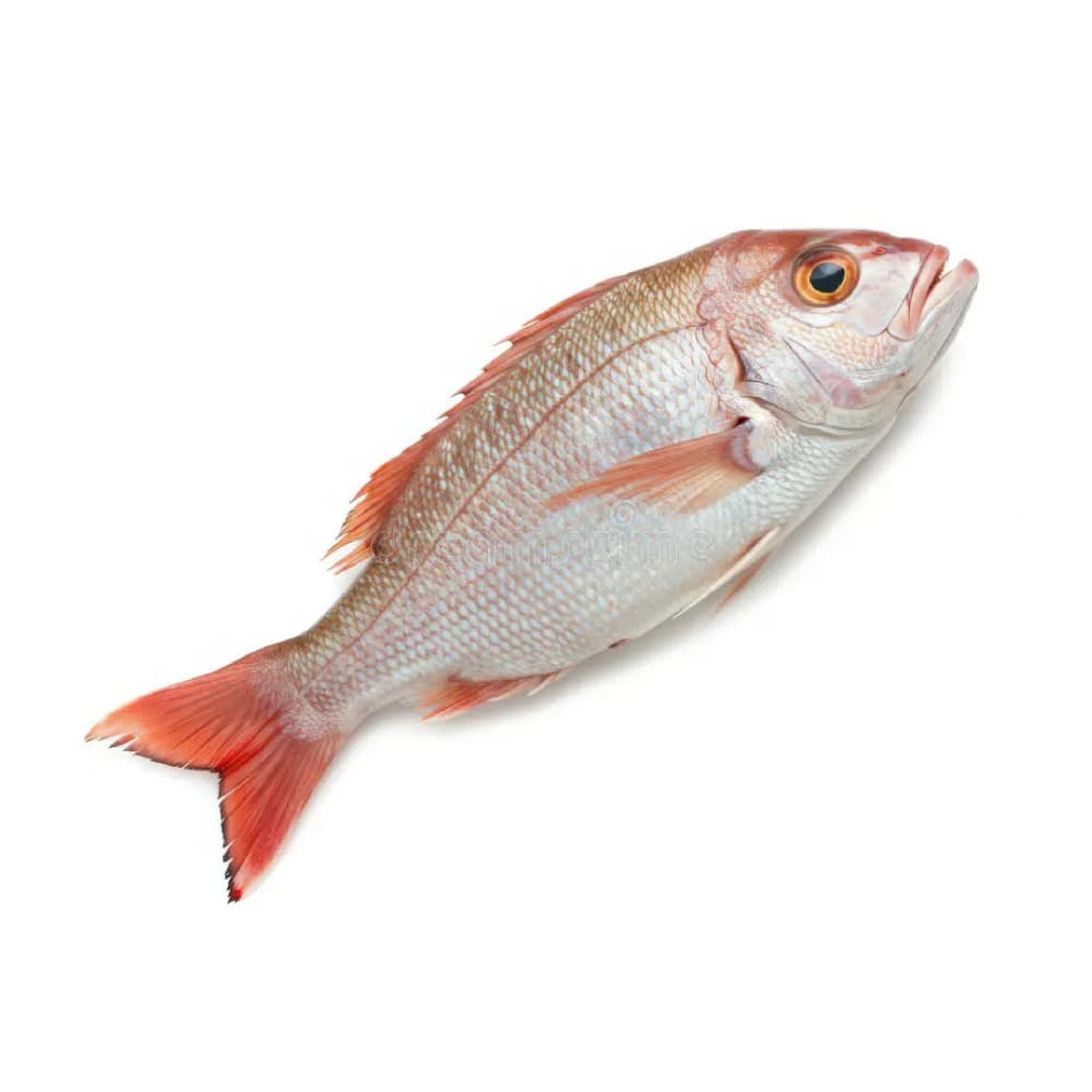 Pescado pargo entero Cosecha Real (4.5 kg / 9.92 lb) - Imagen 1
