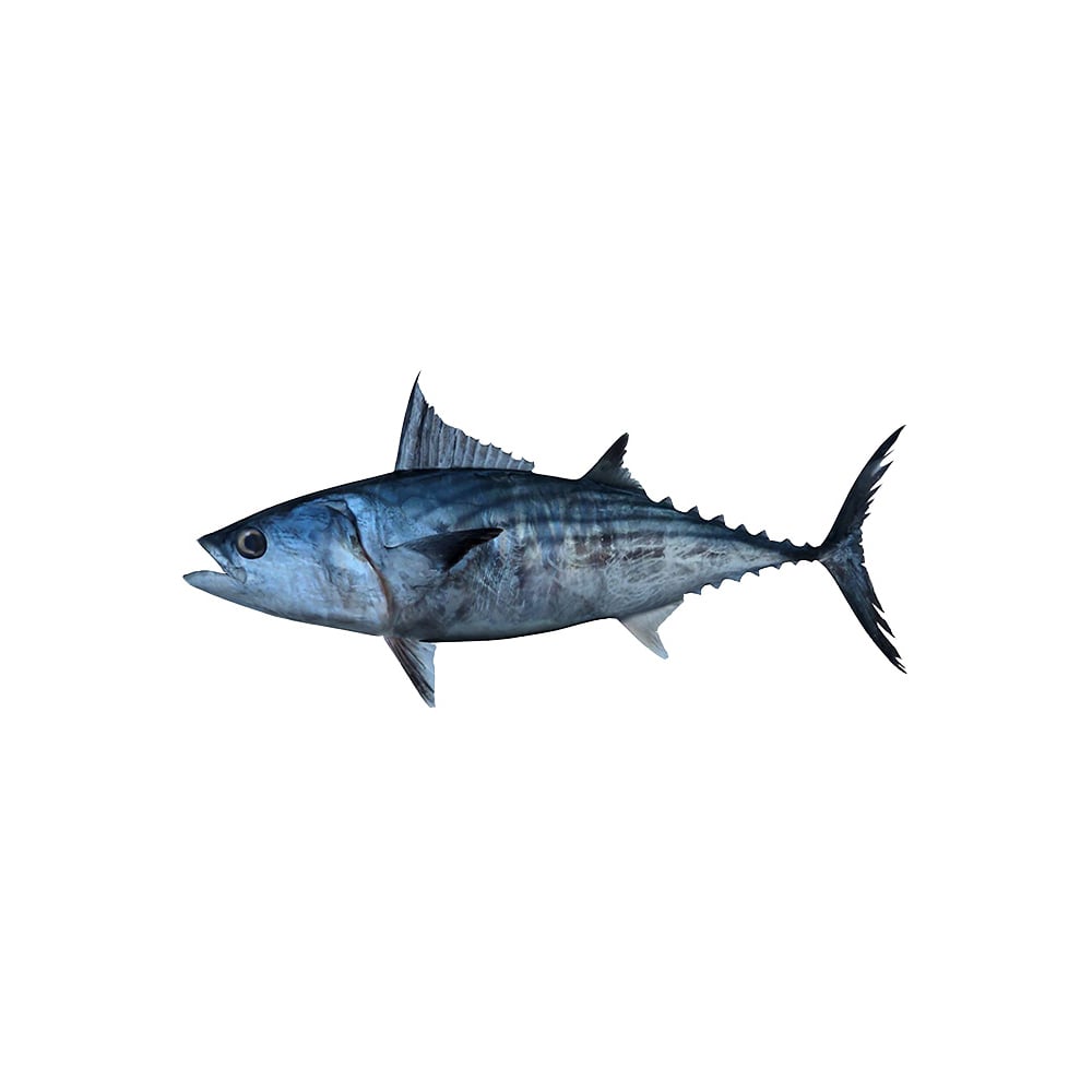 Pescado Bonito entero ALLÁ (1.27 kg / 2.8 lb) - Imagen 1