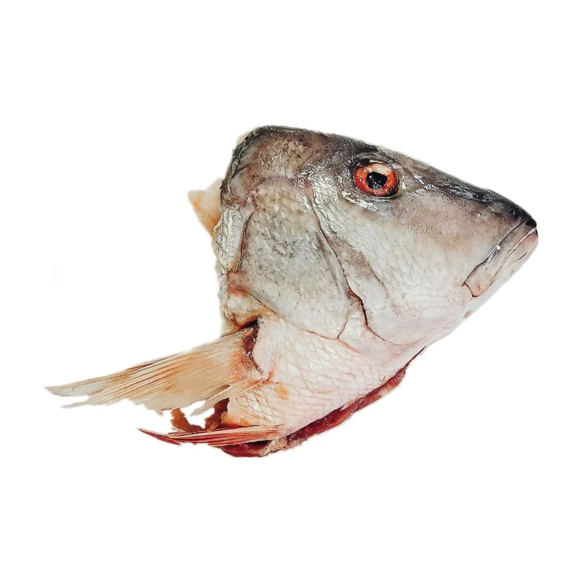 Cabeza de pargo Yunque (1 kg / 2.2 lb) - Thumbnail 6