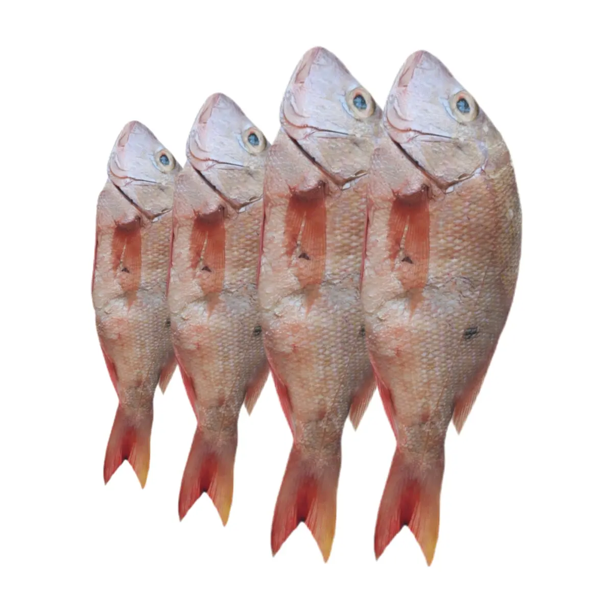 Pescado pargo rojo entero La Finca (2 kg / 4.4 lb)
