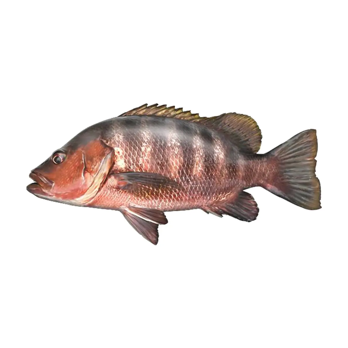 Pescado Pargo Cají entero ALLÁ (2.27 kg / 5 lb)