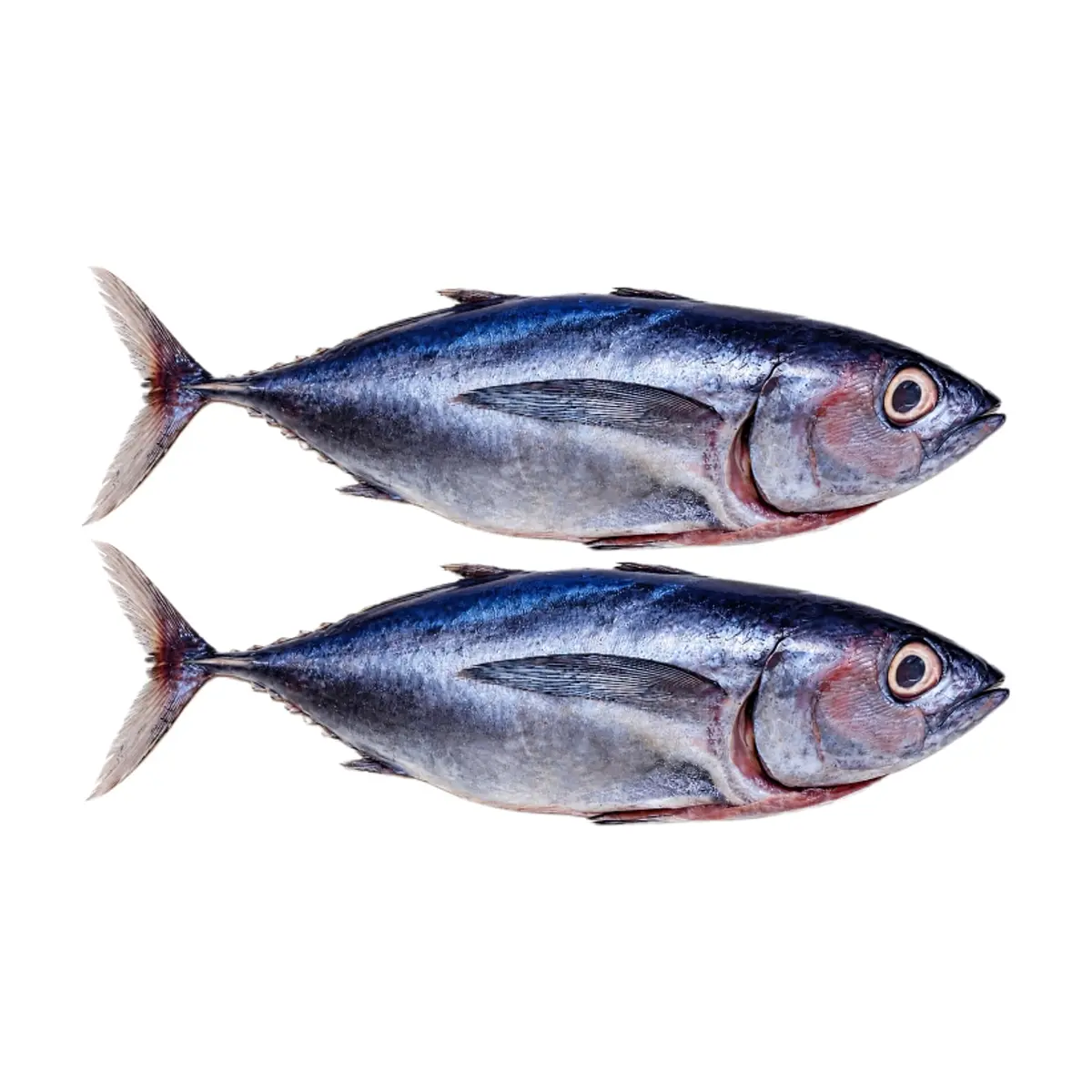 Pescado entero Bonito La Finca (2.6 kg / 5.73 lb)