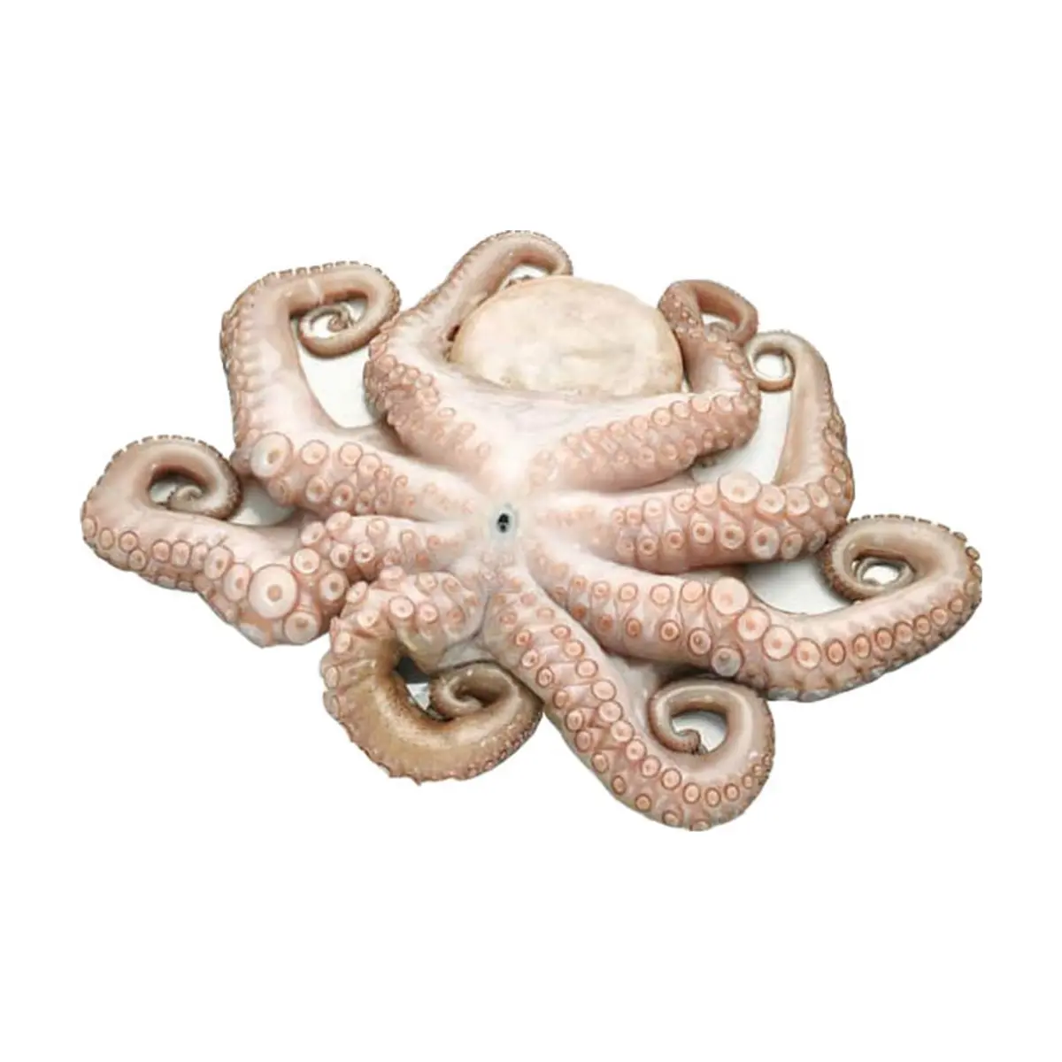 Pulpo limpio ALLÁ (907 g / 2 lb)