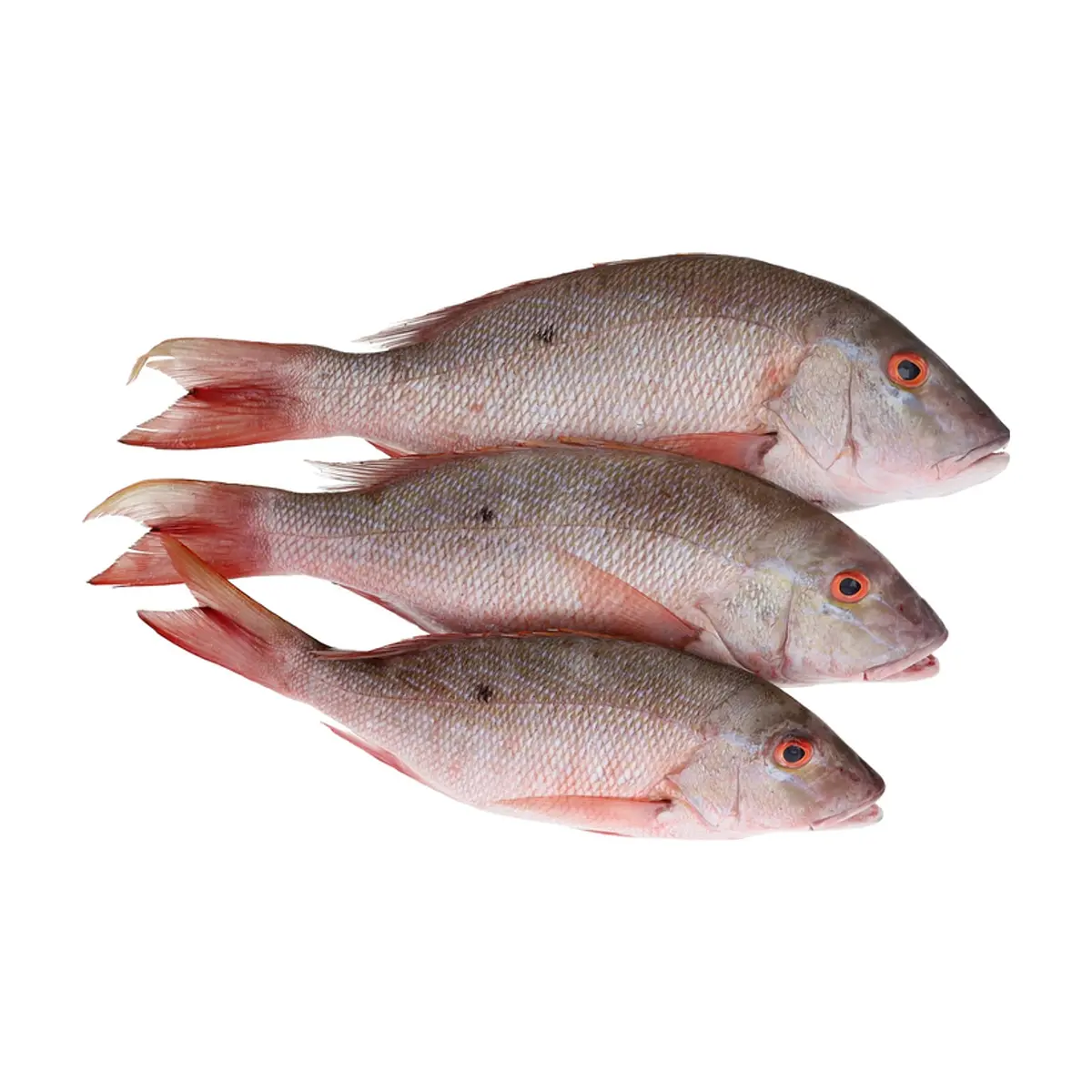 Pescado Pargo entero Ilé (3 kg / 6.6 lb) - Miniatura 2