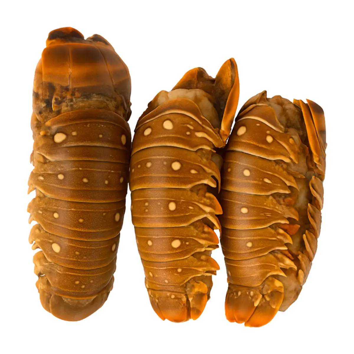 Cola de langosta Yunque (907 g / 2 lb)