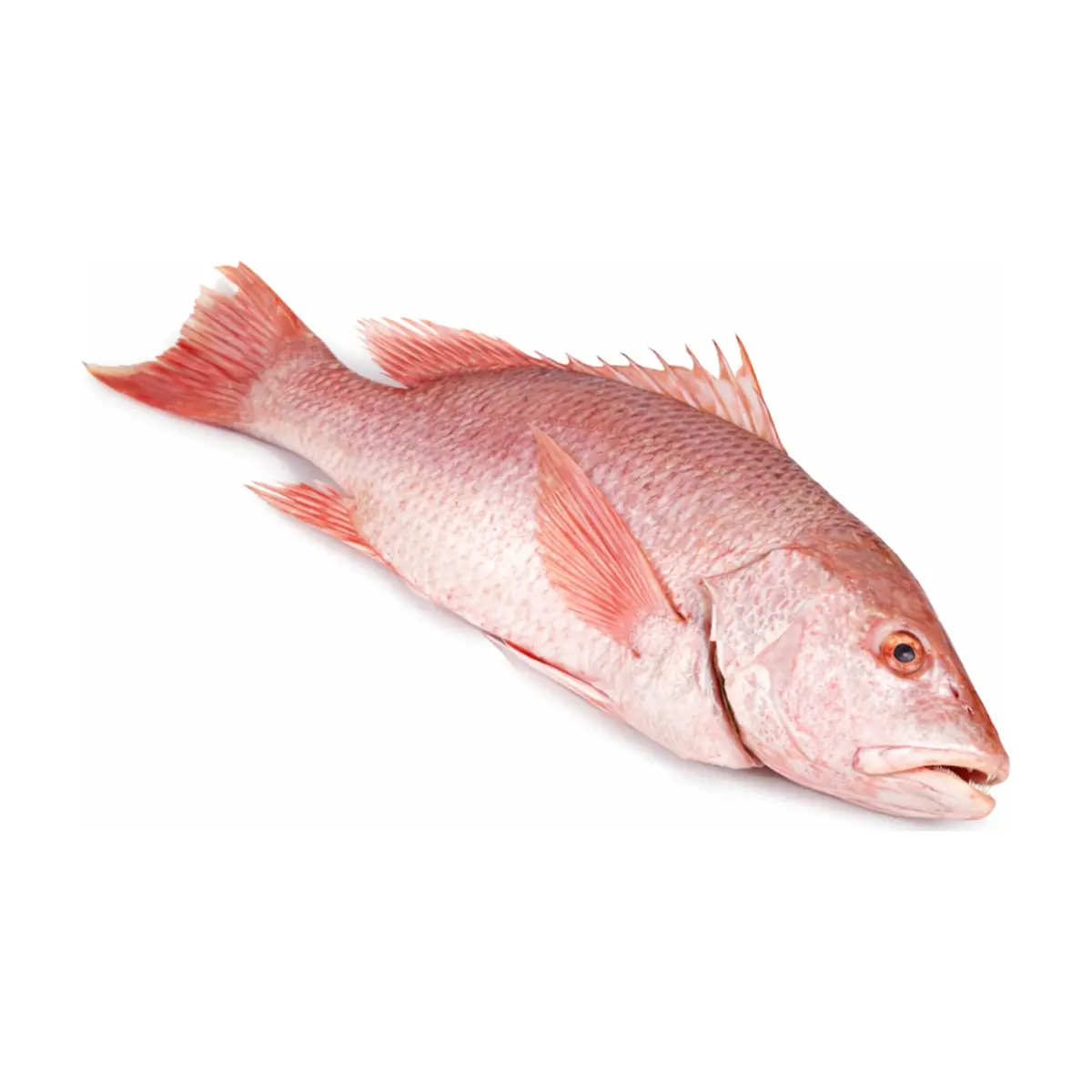 Pescado pargo entero Cosecha Real (4 kg / 8.81 lb)