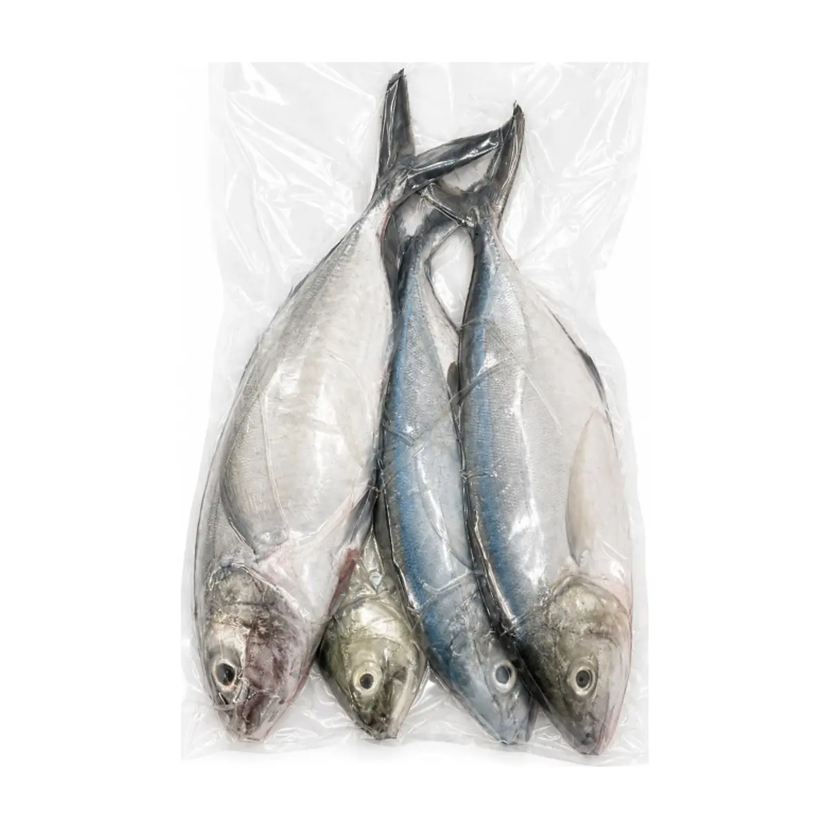 Pescado entero cojinua Rancho la Fe - MCH (907 / 2 lb) - Thumbnail 2
