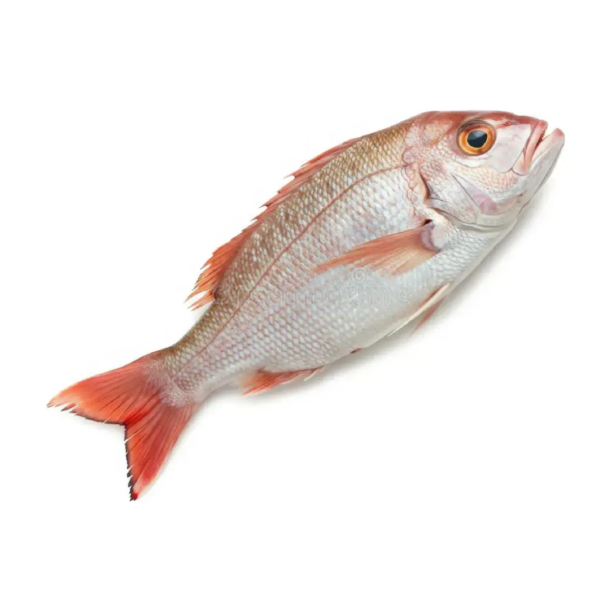 Pescado pargo entero Cosecha Real (4 kg / 8.81 lb) - Thumbnail 2
