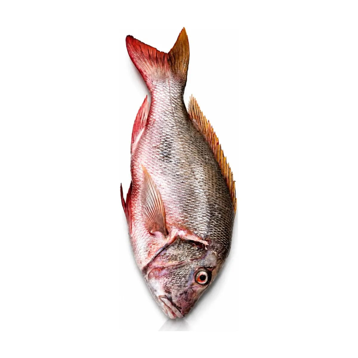 Pargo congelado Pruébalo (2 kg / 4.4 lb)