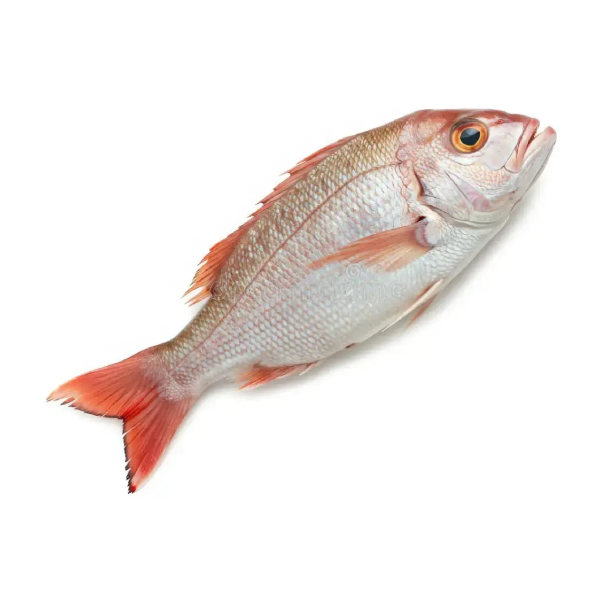 Pescado pargo entero Cosecha Real (3.5 kg / 7.71 lb) - Miniatura 2
